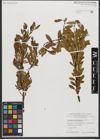 Foto von Salix waldsteiniana Willd.